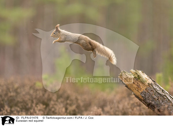Eurasian red squirrel / FLPA-01476