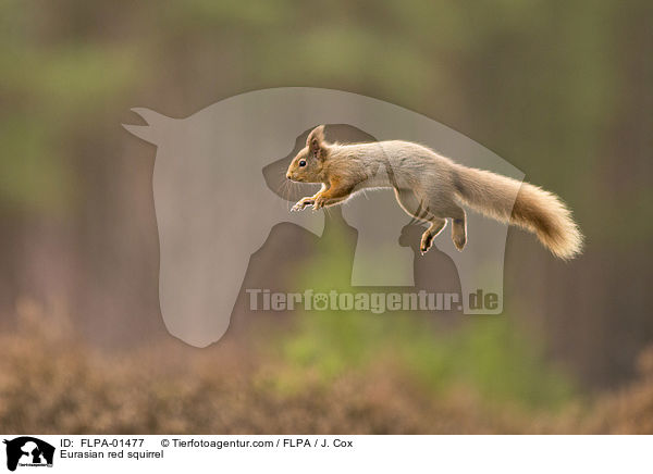 Eurasian red squirrel / FLPA-01477