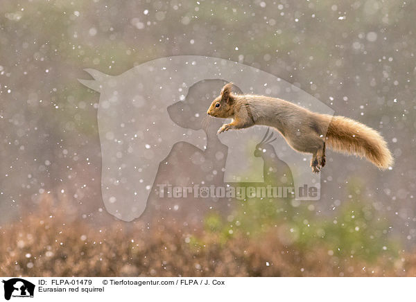 Eurasian red squirrel / FLPA-01479