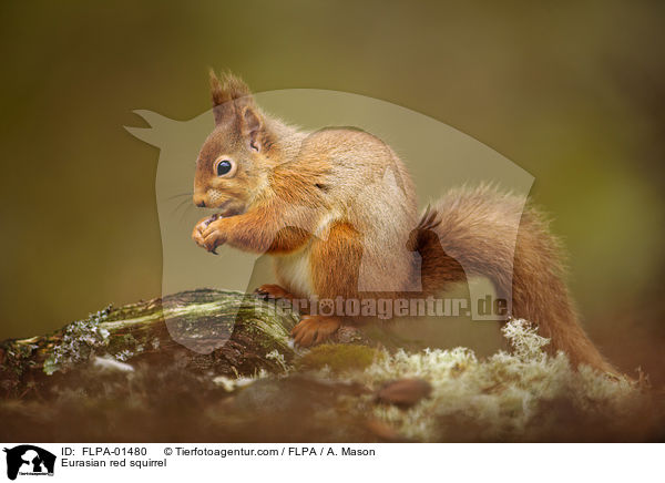Eurasian red squirrel / FLPA-01480