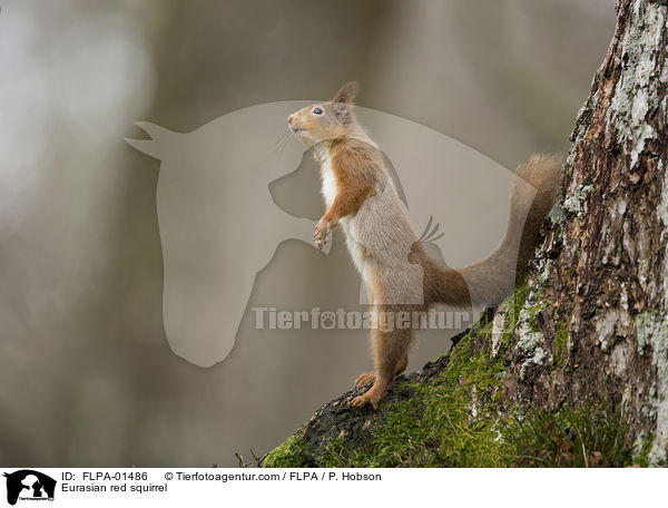 Eurasian red squirrel / FLPA-01486