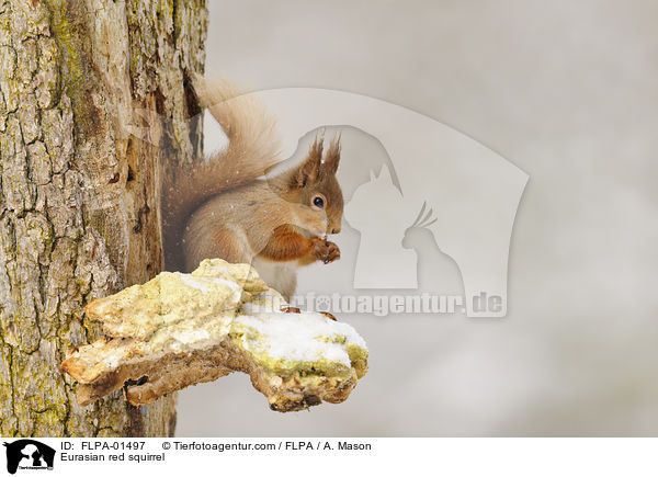 Eurasian red squirrel / FLPA-01497