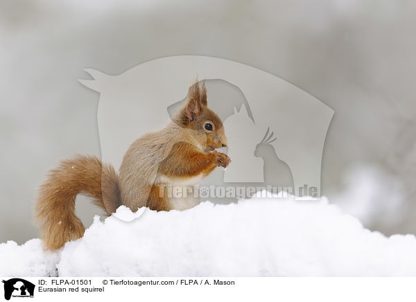 Eurasian red squirrel / FLPA-01501