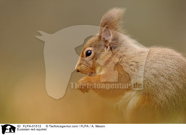 Eurasian red squirrel / FLPA-01512