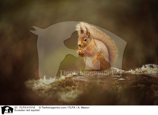 Eurasian red squirrel / FLPA-01518