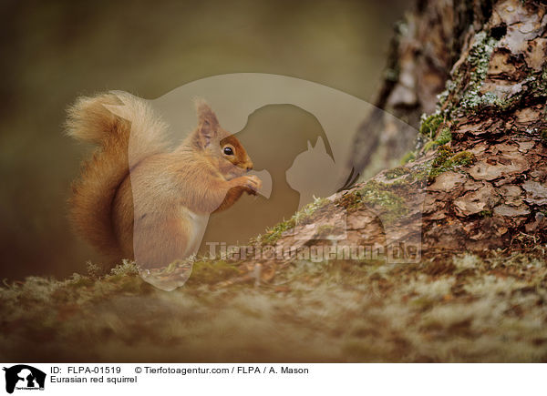 Eurasian red squirrel / FLPA-01519
