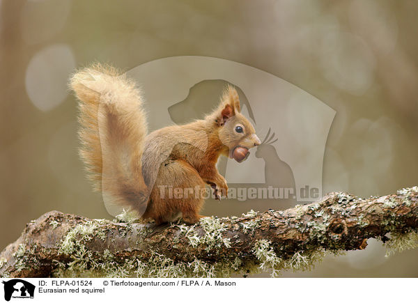Eurasian red squirrel / FLPA-01524