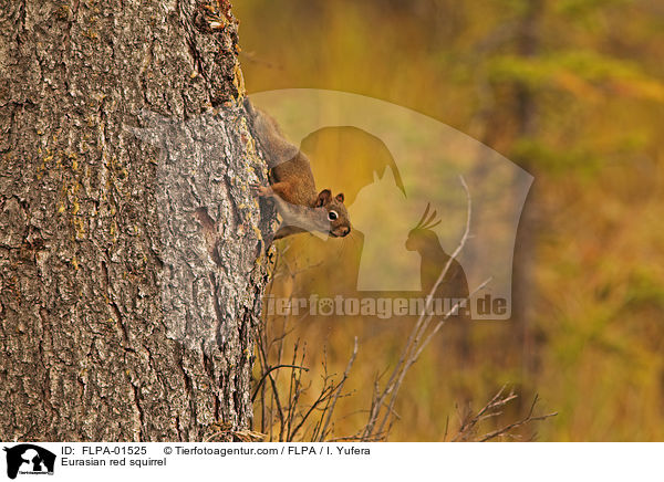 Eurasian red squirrel / FLPA-01525