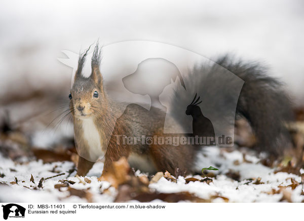 Eurasian red squirrel / MBS-11401