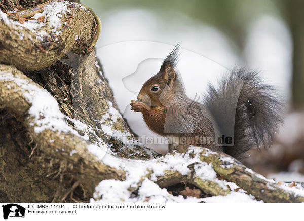 Eurasian red squirrel / MBS-11404