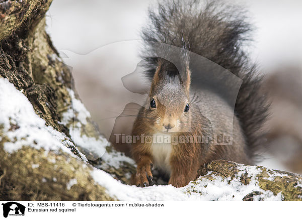 Eurasian red squirrel / MBS-11416