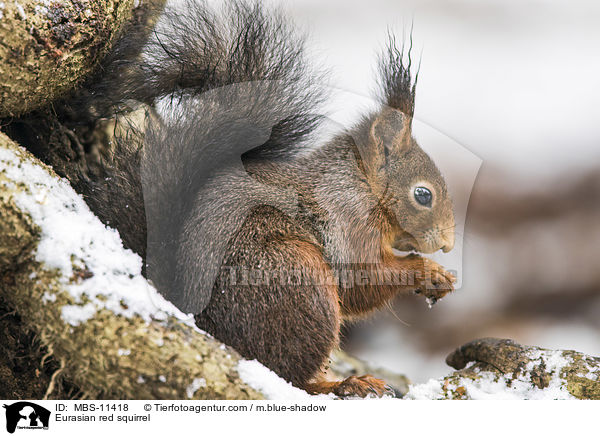 Eurasian red squirrel / MBS-11418