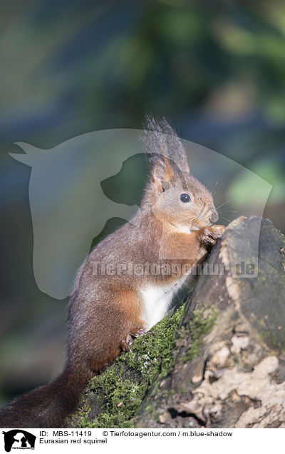 Eurasian red squirrel / MBS-11419