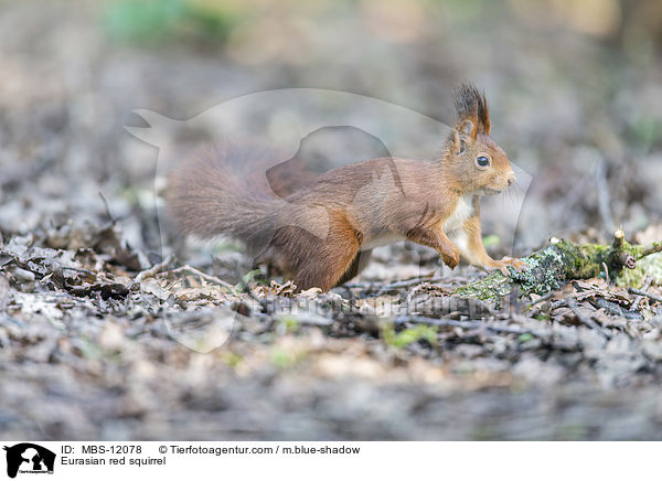 Eurasian red squirrel / MBS-12078