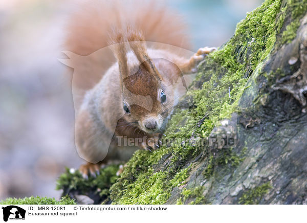 Eurasian red squirrel / MBS-12081