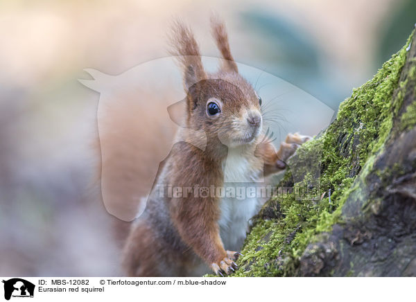 Eurasian red squirrel / MBS-12082