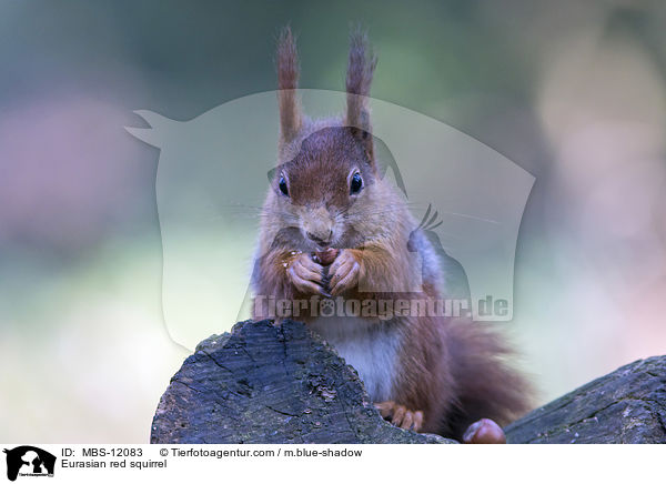 Eurasian red squirrel / MBS-12083