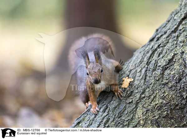 Eurasian red squirrel / MBS-12766