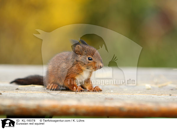 Eurasian red squirrel / KL-16078