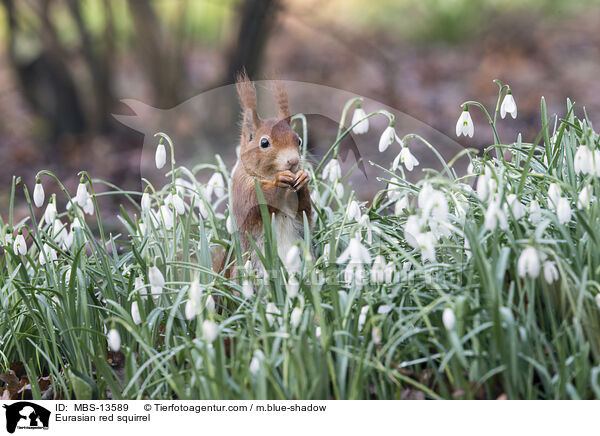 Eurasian red squirrel / MBS-13589