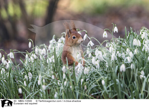 Eurasian red squirrel / MBS-13590