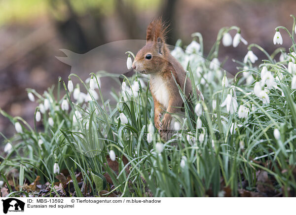 Eurasian red squirrel / MBS-13592