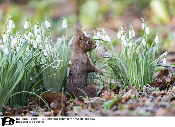 Eurasian red squirrel / MBS-13595