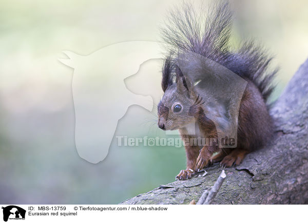 Eurasian red squirrel / MBS-13759