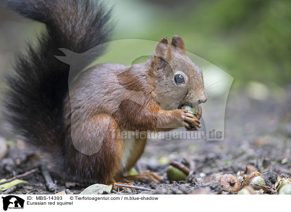 Eurasian red squirrel / MBS-14393