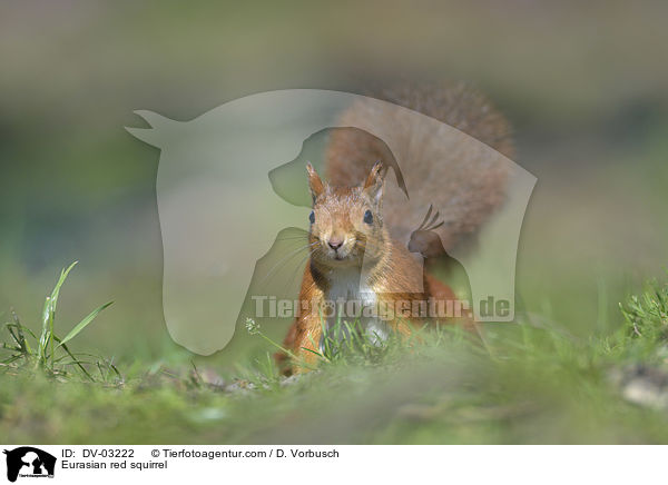 Eurasian red squirrel / DV-03222