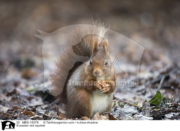 Eurasian red squirrel / MBS-15078