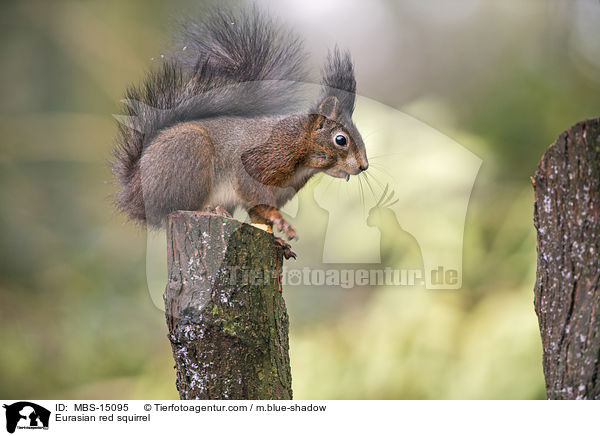 Eurasian red squirrel / MBS-15095