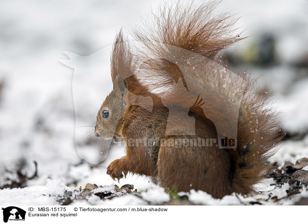 Eurasian red squirrel / MBS-15175