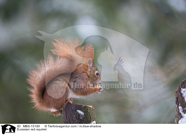 Eurasian red squirrel / MBS-15180