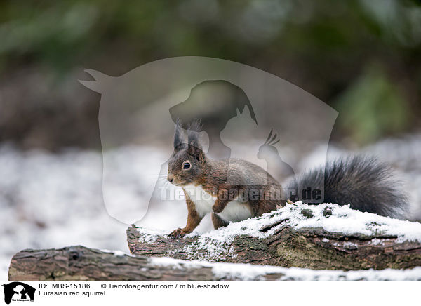 Eurasian red squirrel / MBS-15186