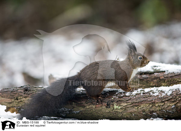 Eurasian red squirrel / MBS-15188