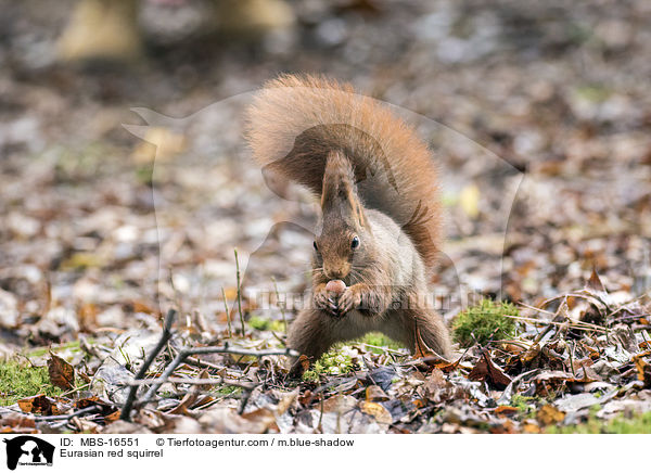 Eurasian red squirrel / MBS-16551