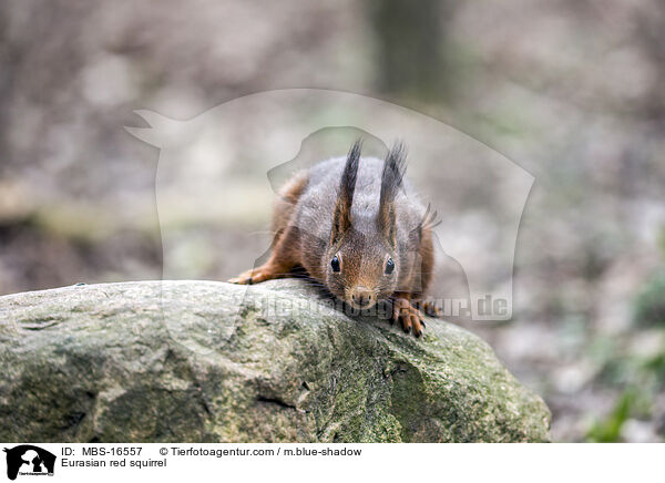 Eurasian red squirrel / MBS-16557