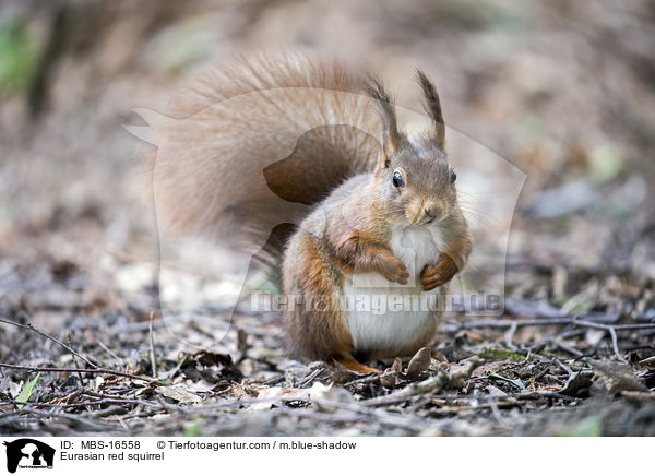 Eurasian red squirrel / MBS-16558