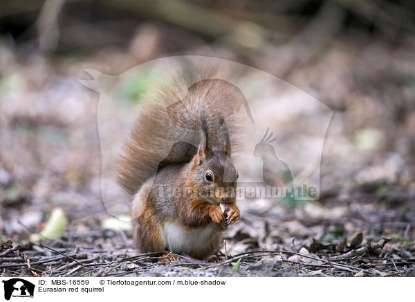 Eurasian red squirrel / MBS-16559