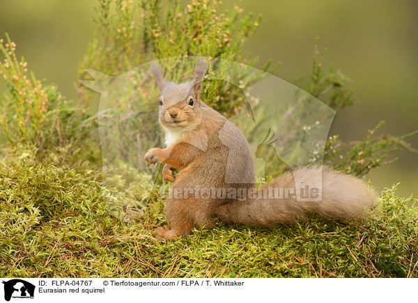 Eurasian red squirrel / FLPA-04767