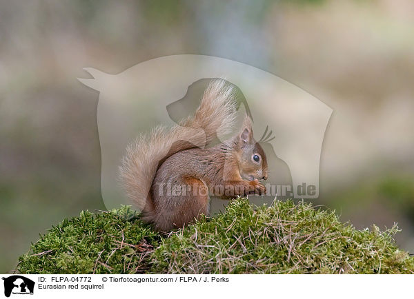 Eurasian red squirrel / FLPA-04772