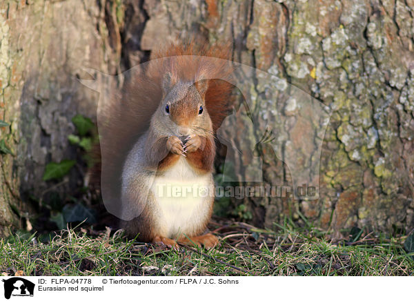 Eurasian red squirrel / FLPA-04778