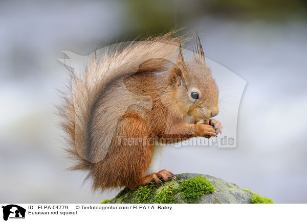 Eurasian red squirrel / FLPA-04779