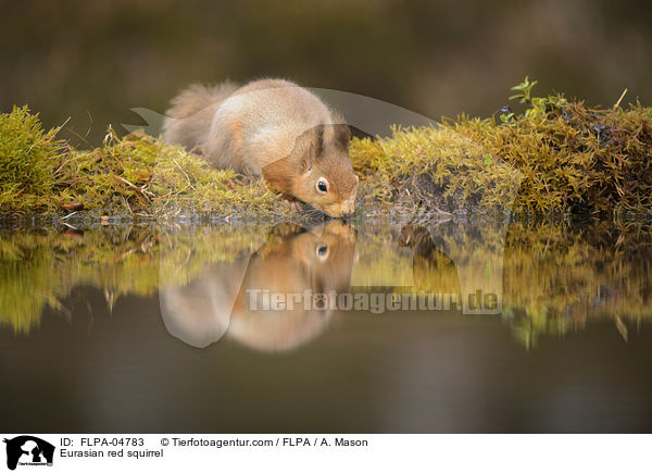 Eurasian red squirrel / FLPA-04783