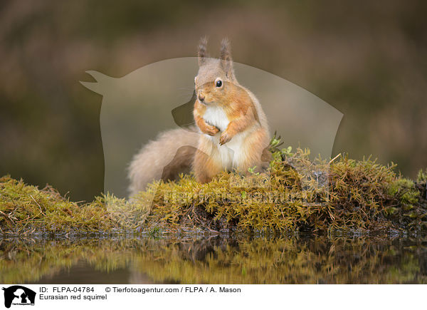 Eurasian red squirrel / FLPA-04784