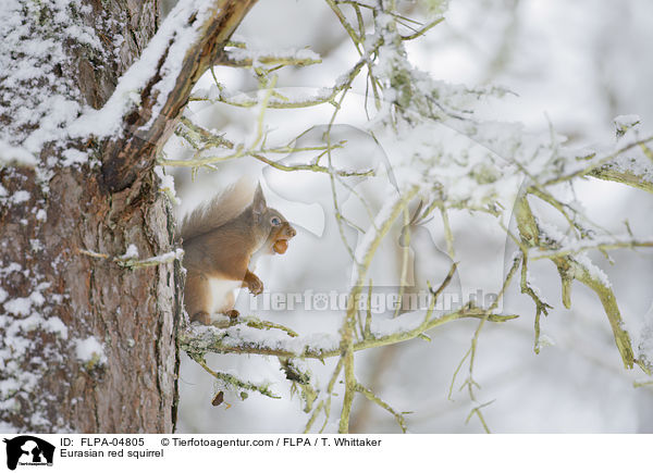 Eurasian red squirrel / FLPA-04805