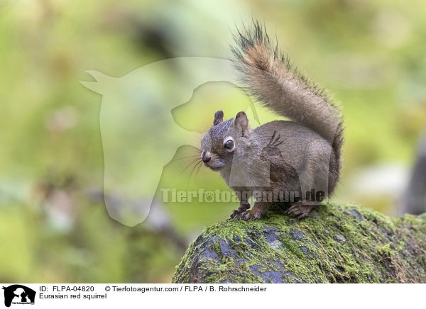 Eurasian red squirrel / FLPA-04820
