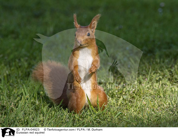 Eurasian red squirrel / FLPA-04823