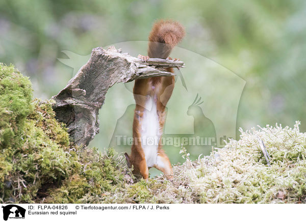 Eurasian red squirrel / FLPA-04826